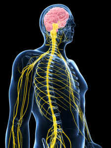 spinal nerves